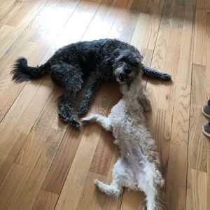 Meet your Posher, Rachel